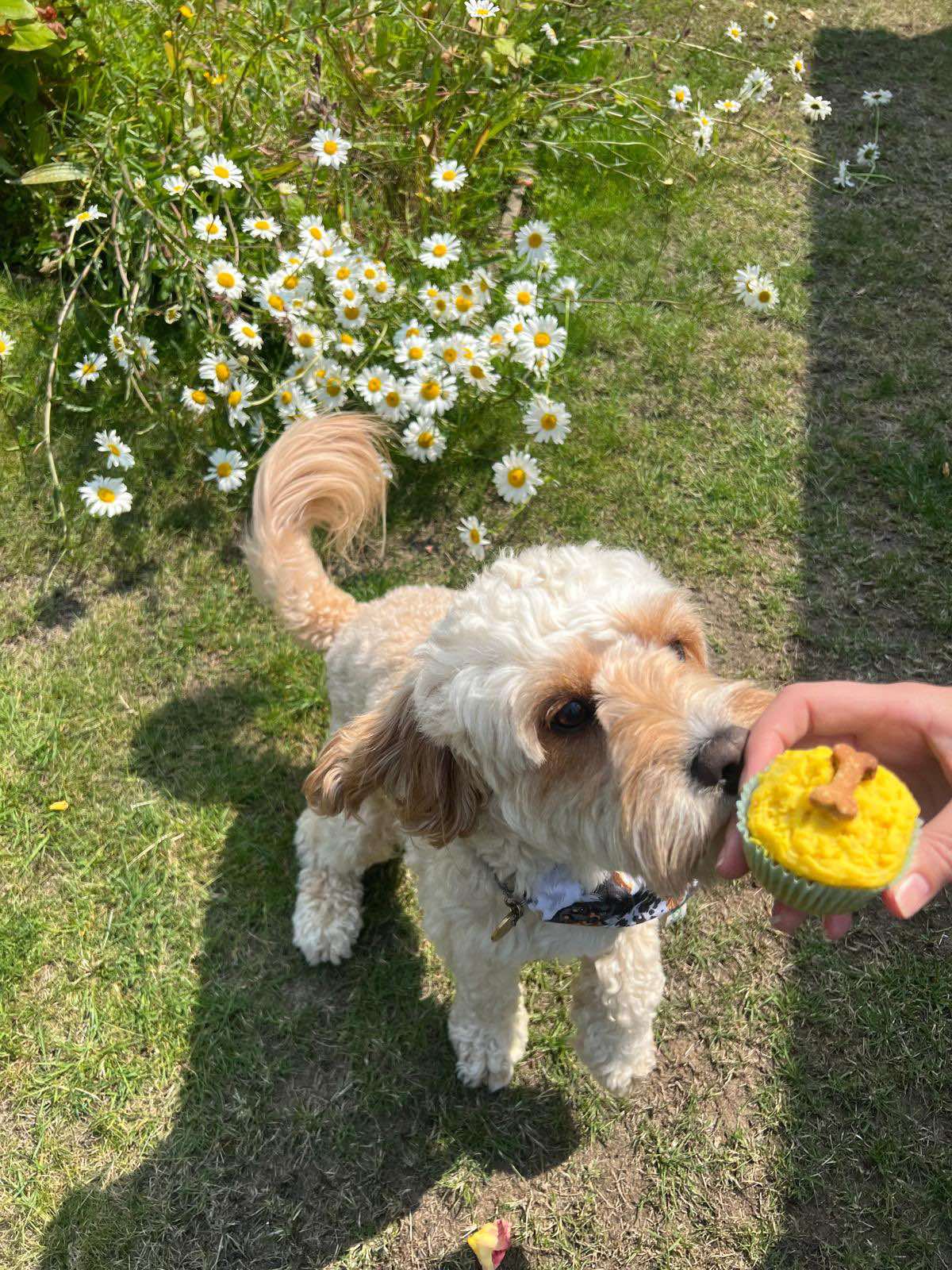 Dog Pupcakes (box of 4)